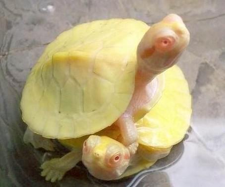 很好养的巴西龟新手应该怎么养,如何养巴西龟及注意事项