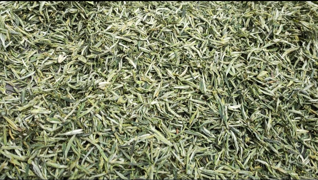 信阳毛尖手工炒制技术,信阳毛尖纯手工炒制香气