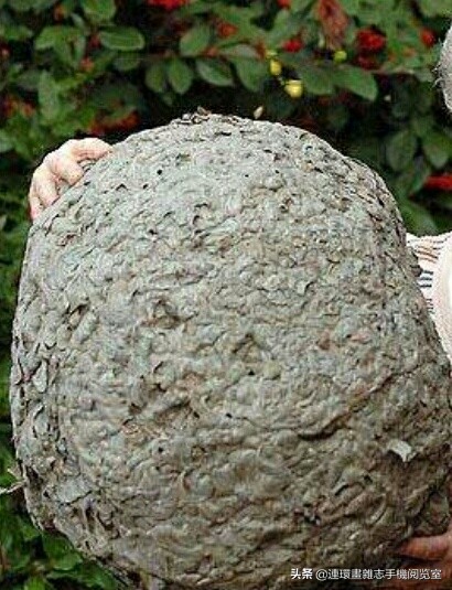 各式蜂巢,各种各样的蜂窝