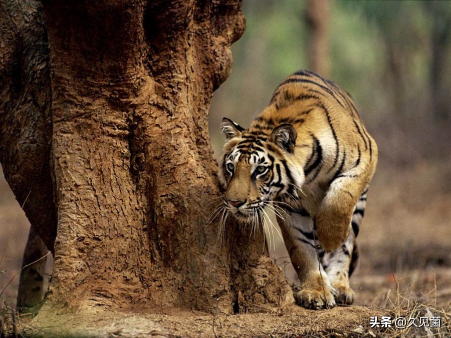 70岁老汉野外和500斤东北虎对峙,老汉和老虎对打