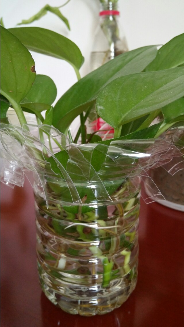 室内绿萝水培还是土培,绿萝水培还是土养好