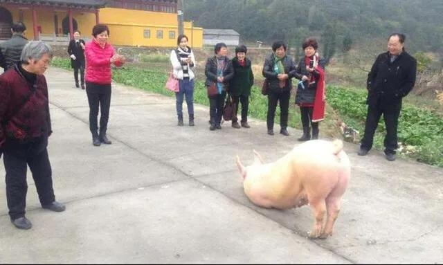 猪被杀前寺庙拜佛,一头猪跑到寺庙跪拜后来被杀了