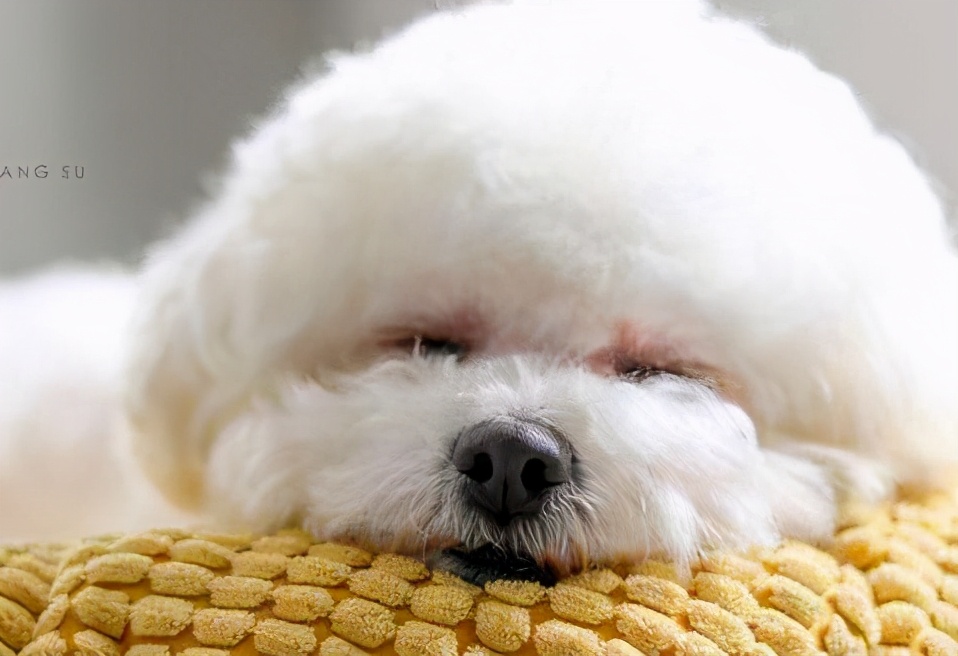 为什么不建议新手养大型犬,为什么新手不建议养大型犬