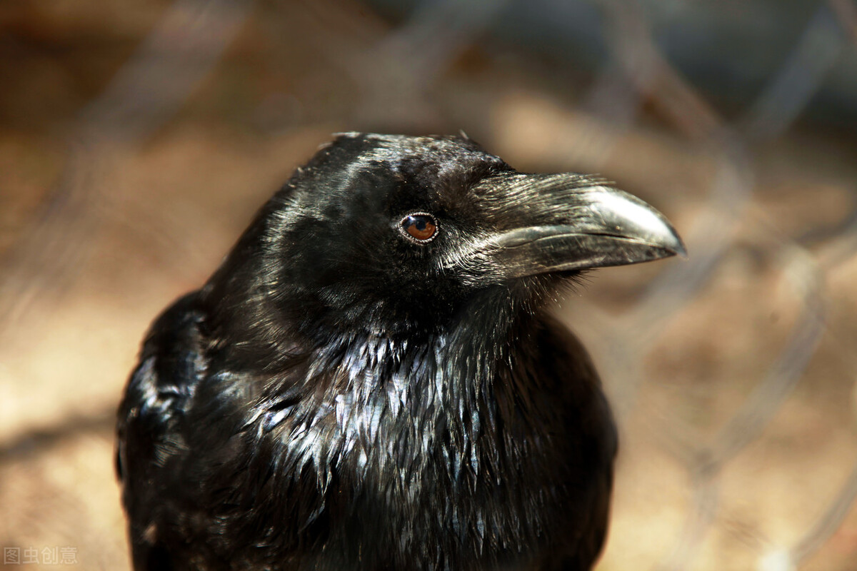 乌鸦其实有好的寓意,乌鸦为啥不怕鹰