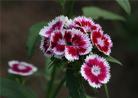 花艺插花常见花名有哪些,鲜花插花的技巧有哪些