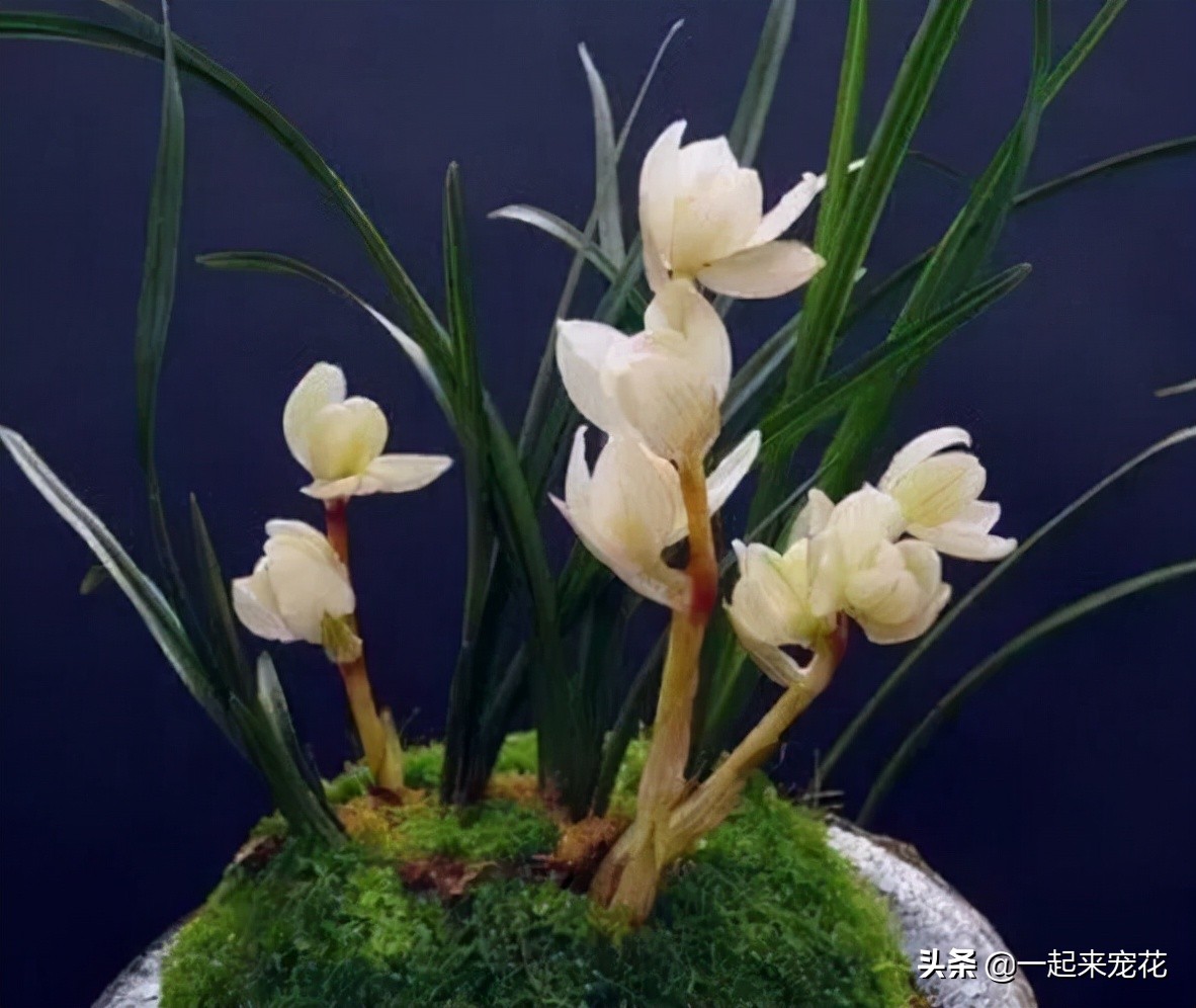 兰花中最好看的奇花,现在有花苞的兰花该怎么养护