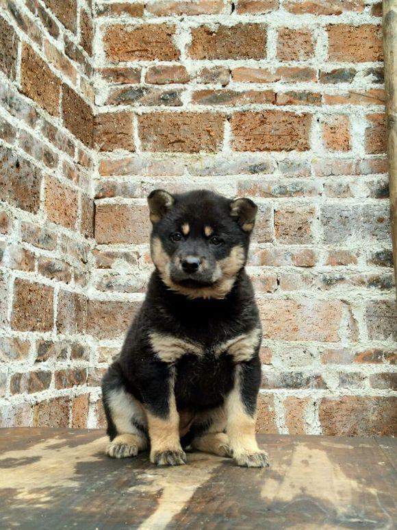 最常见的土狗有哪些,哪种品种土狗比较小又要好看