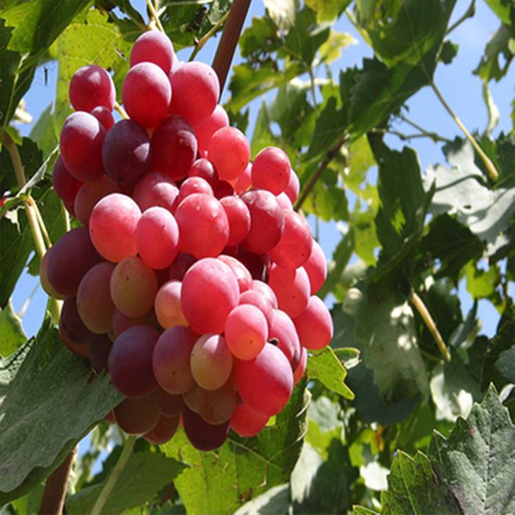 热死了,如何解决果树高温危害?这些措施少不了!