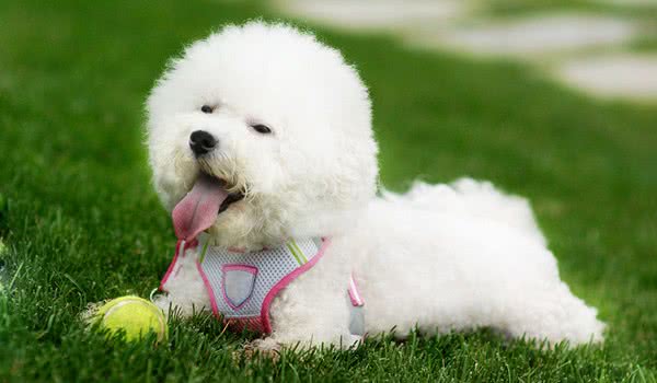 这几种狗狗最适合家养你get到了吗,适合楼房养的狗狗小型犬