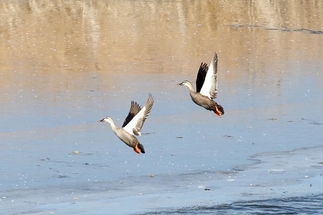 涂上黄色的“润唇膏”，TA就是野鸭中最靓的仔