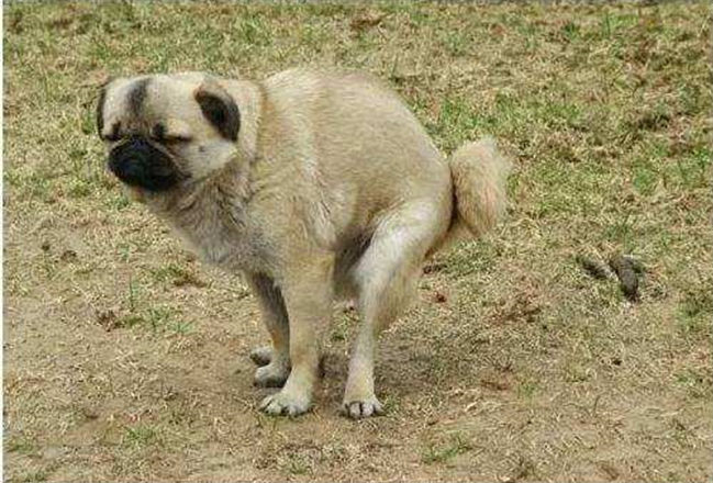 狗狗的便便怎么样才算正常,狗狗健康的便便是怎么样的