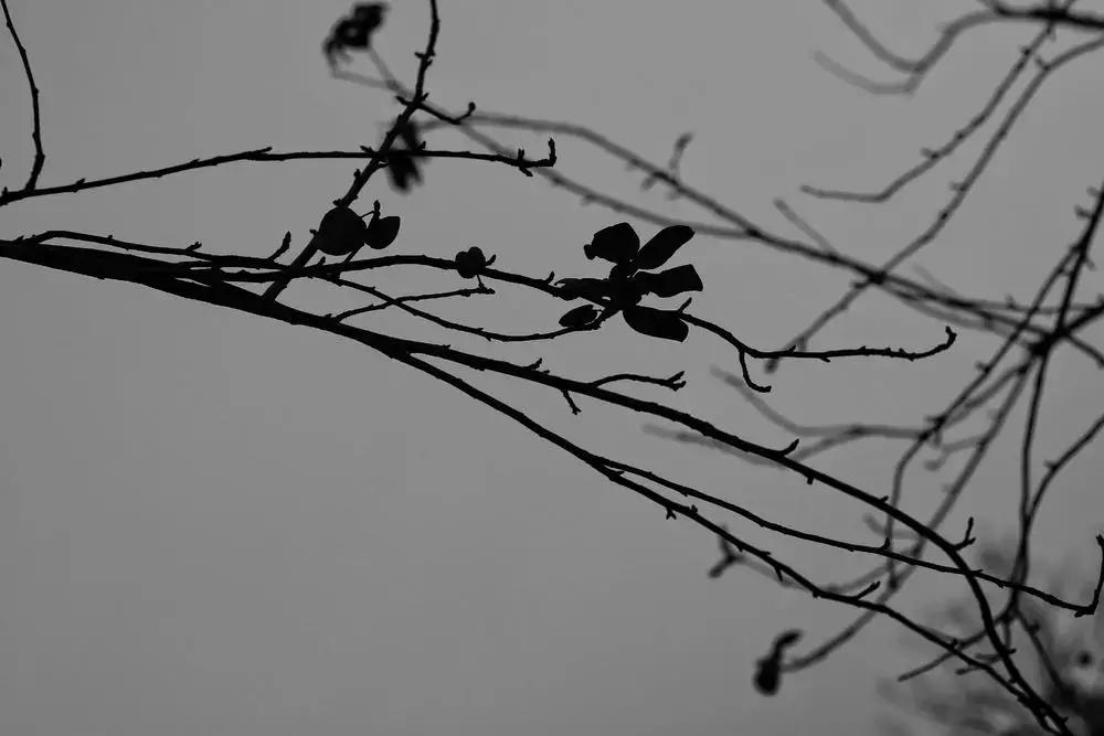 摄影点评(熊猫上班)