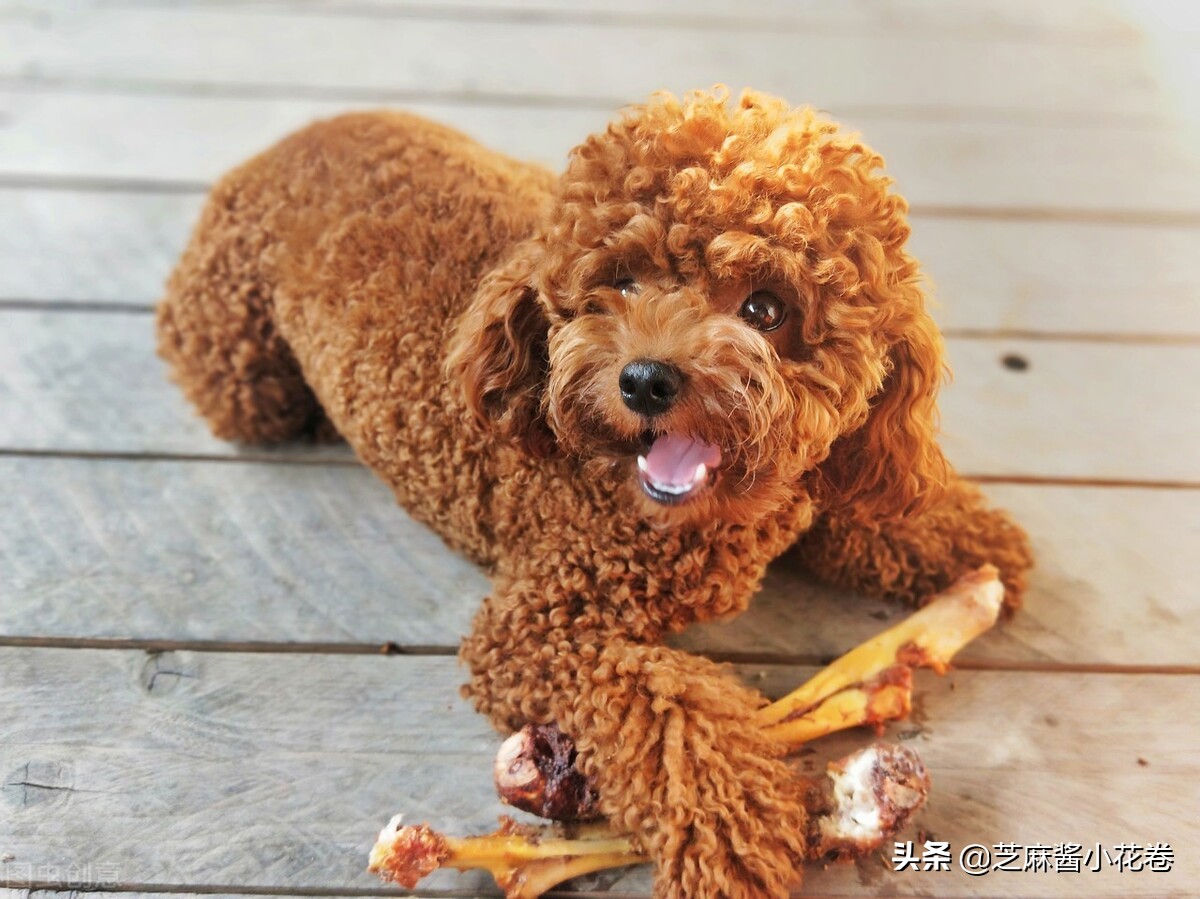 泰迪狗狗护食的正确教育方法,狗狗护食咬人行为纠正方法