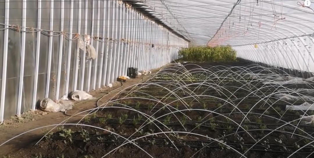 董菜菜真名,董菜菜抖音