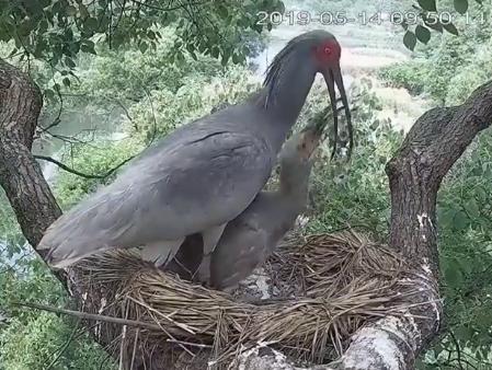 东方宝石2020年版本,东方宝石濒临灭绝