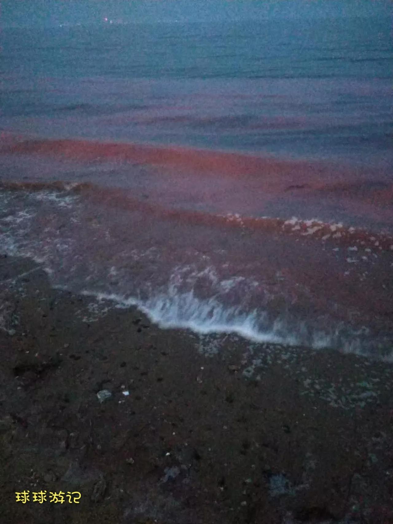 东戴河有蓝眼泪吗,中国海滩夜光藻