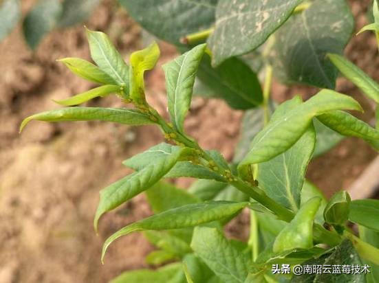 蓝莓常见虫害,蓝莓虫害及防治措施怎么写