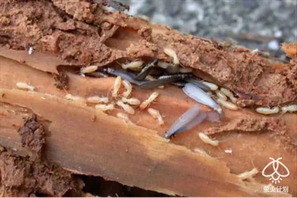 杀穿山甲时，下面会有一碗白米饭接着留下来的血|野味帝国