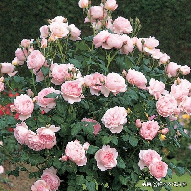 十大浓香切花月季,好看好养的月季品种推荐