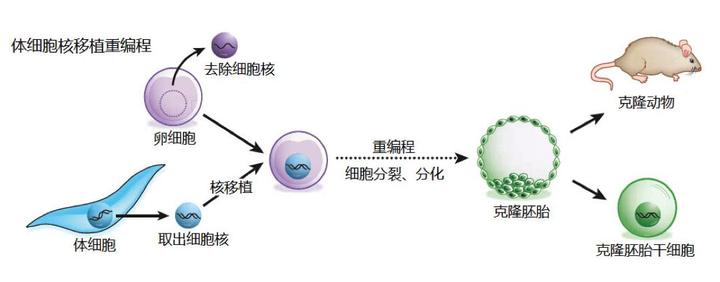 宠物克隆的视频,宠物克隆是100%成功吗