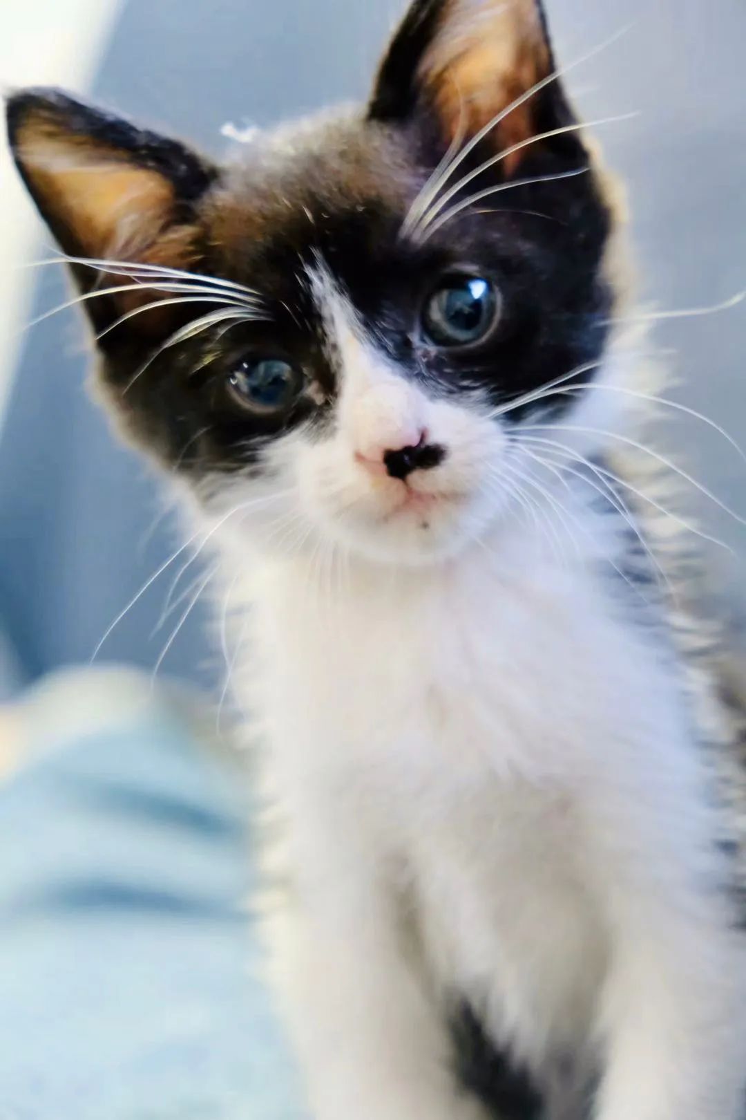 不让人省心的生肖,不让人省心的奶粉