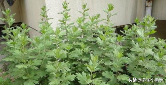 鸡舍鸭舍用什么药消毒,鸡舍鹅舍怎样消毒