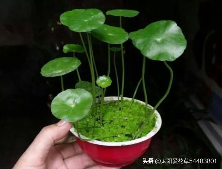 绿植浇什么水又绿又好,绿化植物怎样高效浇水