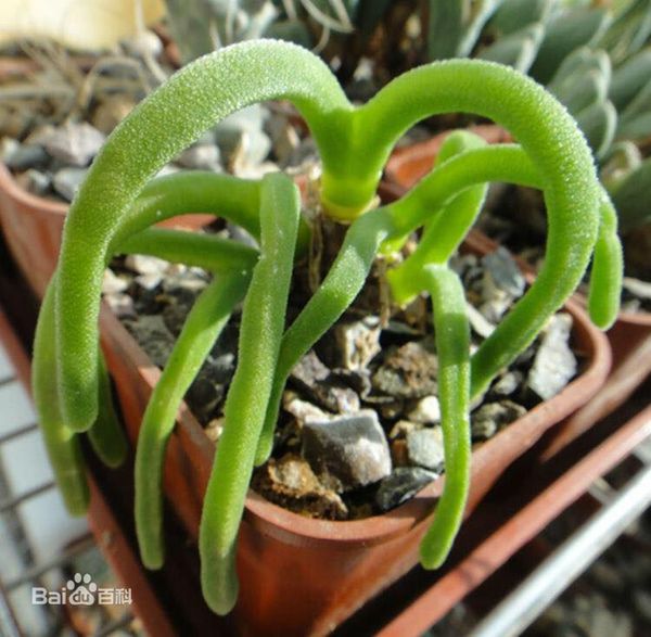 卖萌节丨植物卖起萌来,谁顶得住?