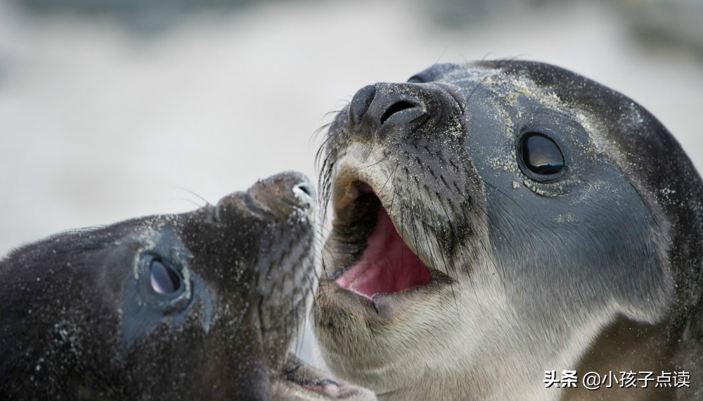 望江南暮春苏轼翻译及赏析,赏析春江晚景古诗苏轼