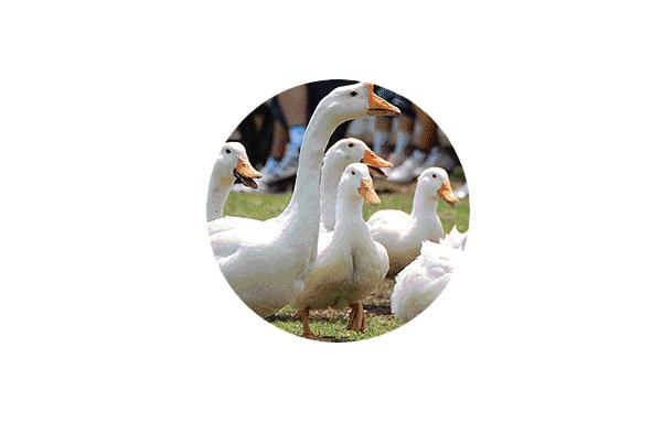 母亲牧场要玩多久,低成本花园家庭农场亲子乐园