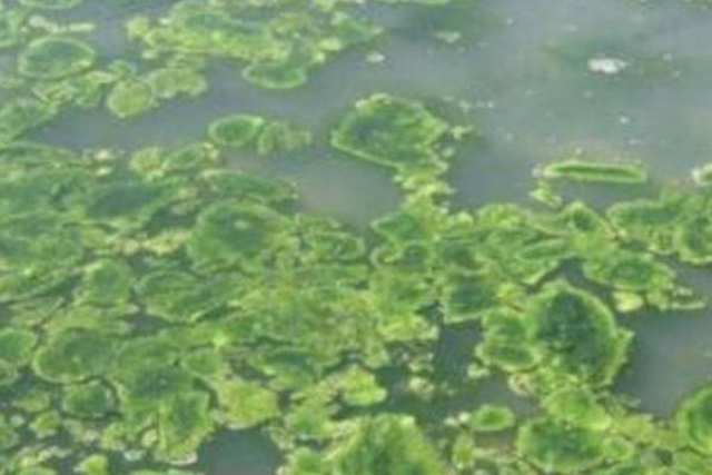 现在虾田里怎么起青苔,如何杀灭虾稻田青苔