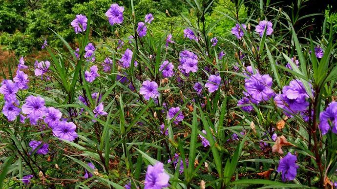 100种常见观叶植物图鉴史上最全,农村常见的100种植物