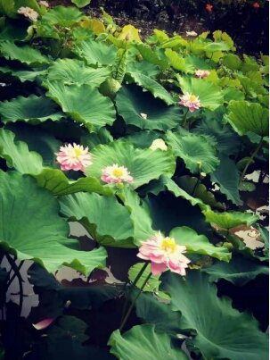 鍏嬩緷榛戠伀鎶婅妭绡濈伀鏅氫細,鍏嬩緷榛戠伀鎶婅妭鐜板満鐩存挱