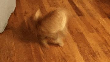 为什么猫咪捕猎尾巴一直动,猫老是追尾巴跑