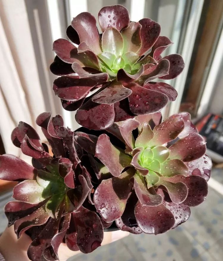 大四老学姐的寝室生活,养肉路上的真实感受