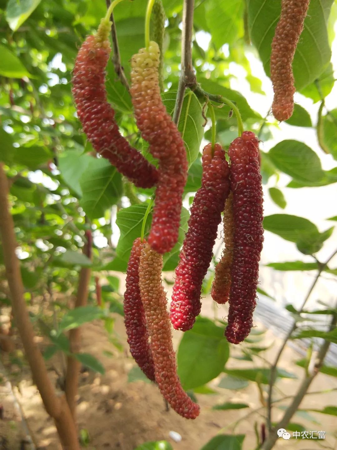 种植果桑挣钱吗,种植桑果前景如何目前