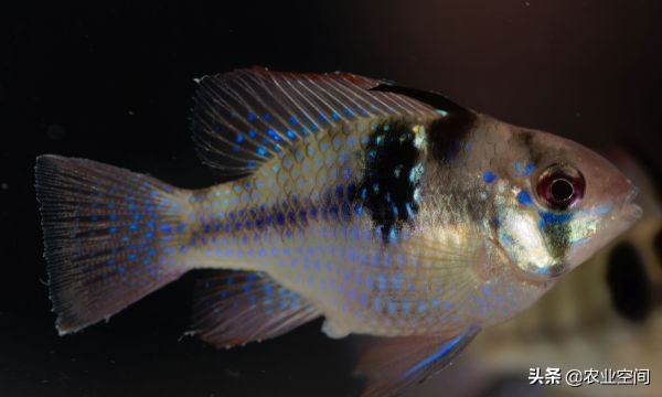 鱼虾蟹龟混养怎么养,鱼鳖混养怎么养