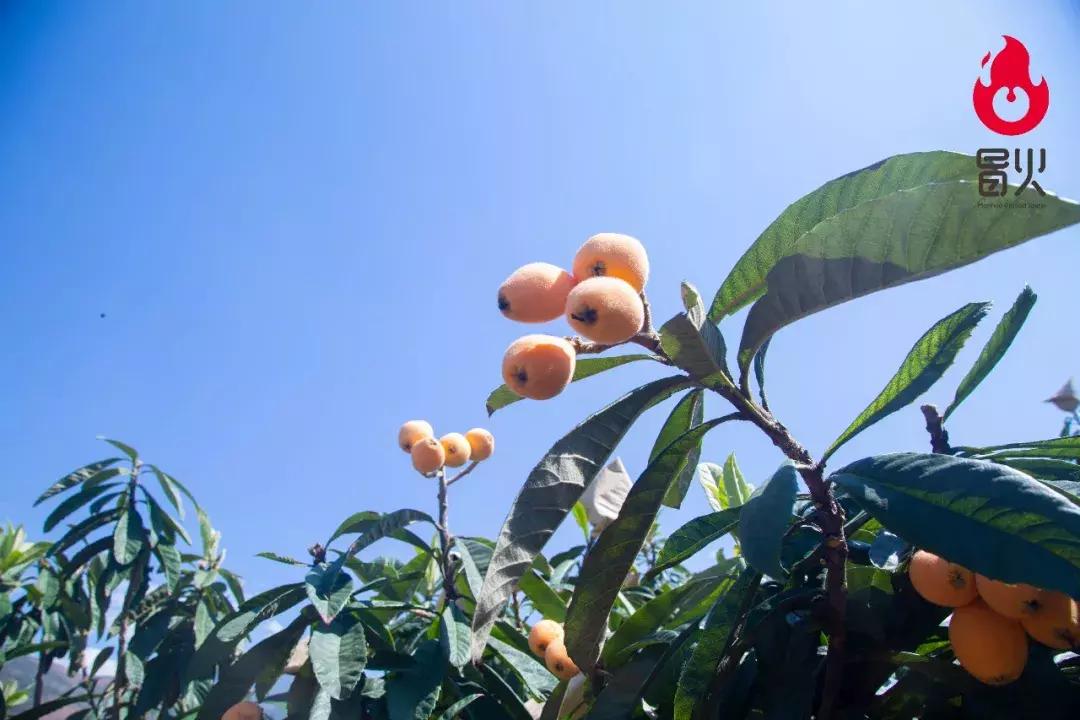 特级攀枝花米易枇杷新鲜大果,正宗四川龙泉驿大五星枇杷