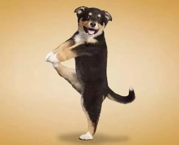 狗狗常见皮肤病种类,狗狗臀部常见皮肤病