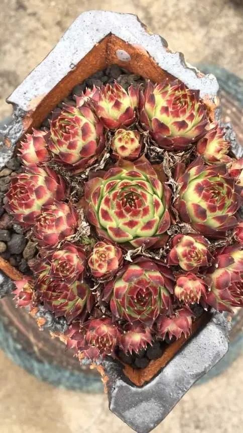 六年时间环游22个国家，却被多肉小萌物征服