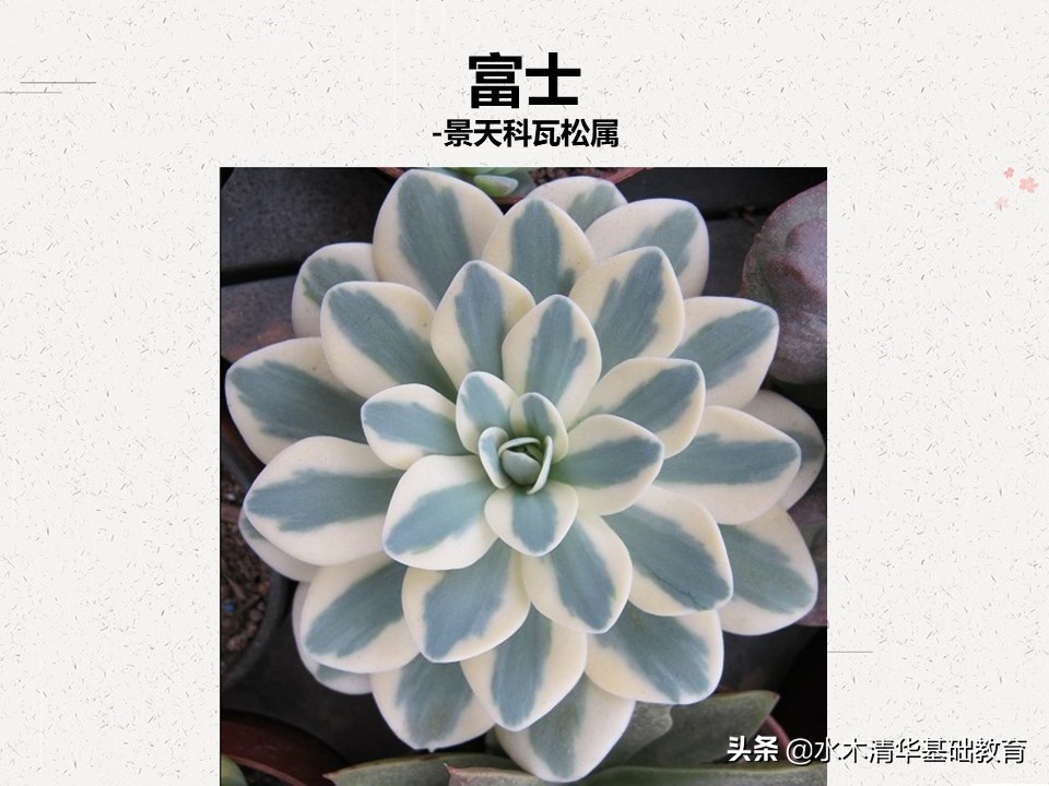梦幻女王多肉植物百科图谱,原产地多肉植物图谱pdf