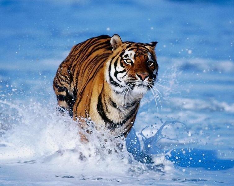 十二生肖的相合与相生怎么记,十二生肖相忌