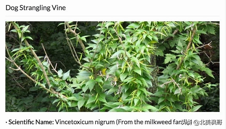 加拿大最危险五大动物,全球十大危险有毒动物