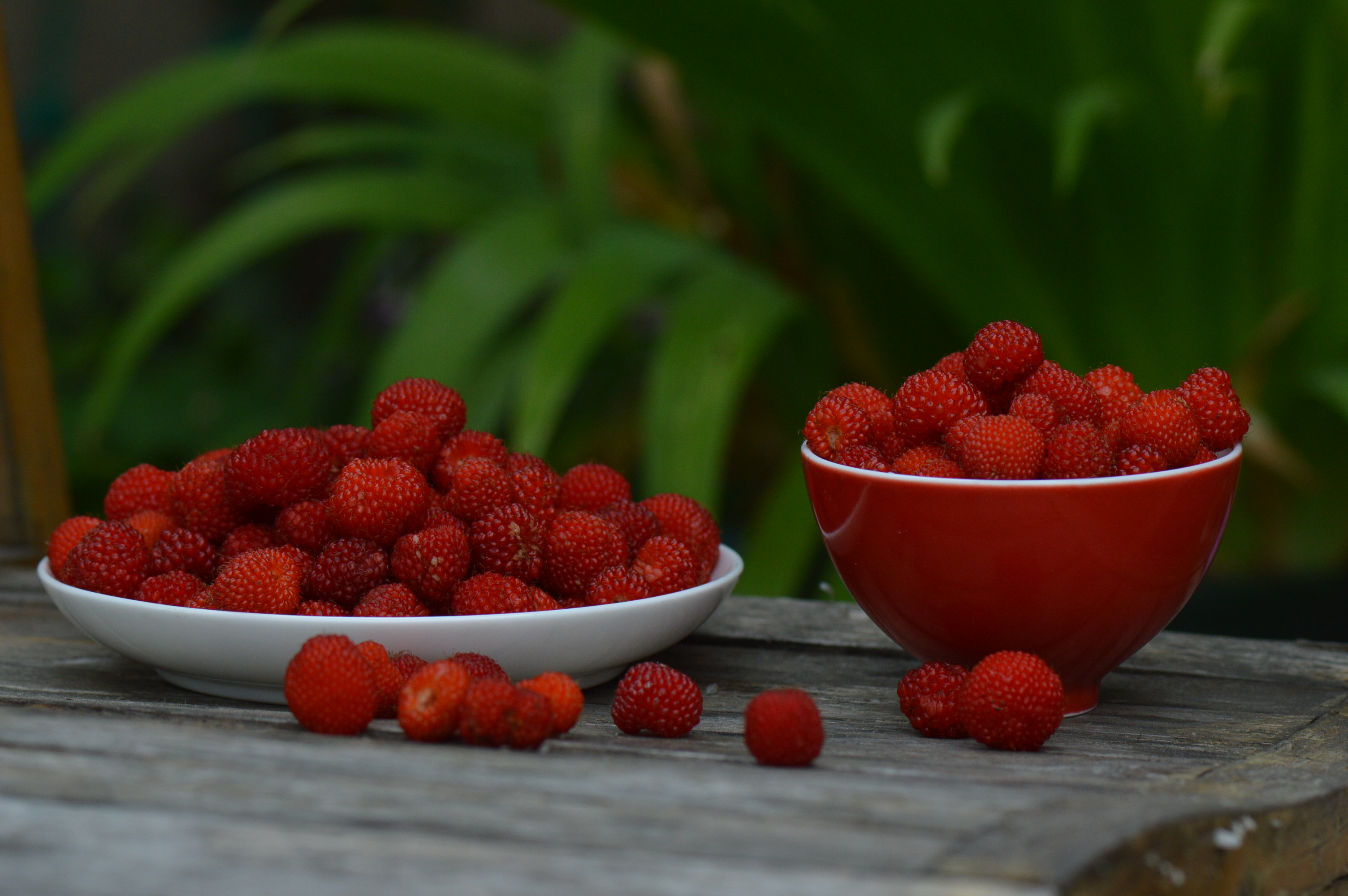 鲜果时光｜五月，覆盆子一熟，江南就甜了