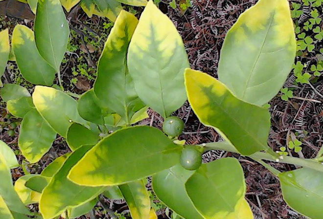 作物缺氮磷钾等9种元素,果树缺铁锌镁要怎么补
