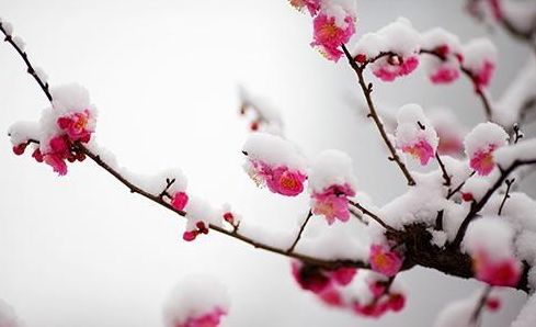 有关冬月美景的诗词,十一月唯美诗句