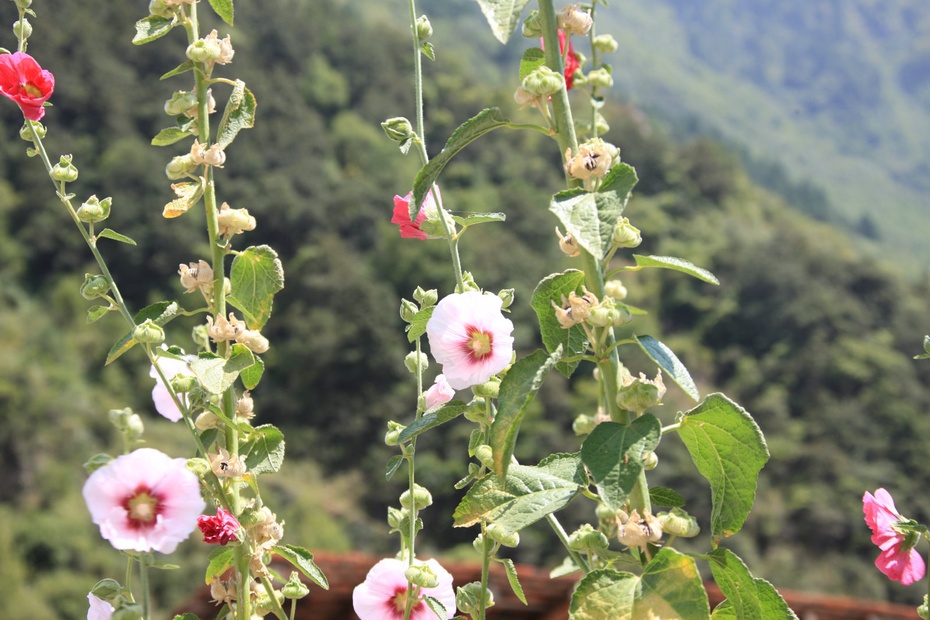 米亚罗-大美理礼县