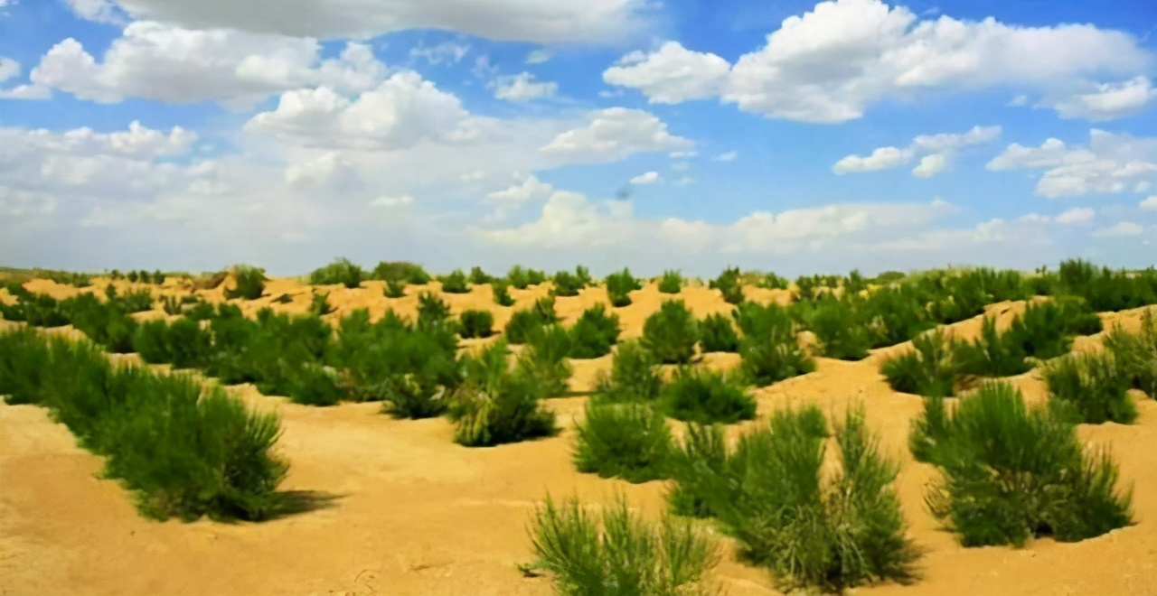 塔克拉玛干沙漠中的植被,塔克拉玛干沙漠腹地中的植物