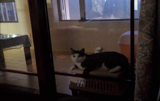 养只猫咪可以缓解焦虑吗,养只猫可以缓解焦虑吗