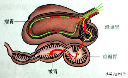 反刍动物需注意什么,预防反刍动物各种疾病